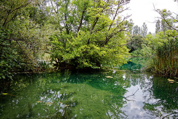 view on a green lake in an wild forest