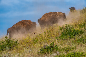 Bison Bulls Fight