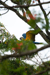 Arara-Canind&eacute;