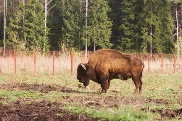 wild bison on grazing pinches grass hump and powerful horns