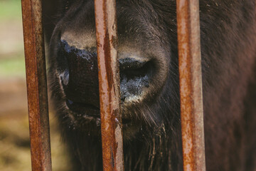 Bison's head mouth and nose of the hoofed zoo
