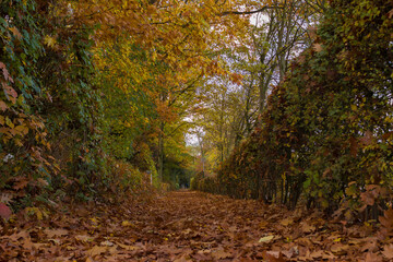 Autumn forest and leaves