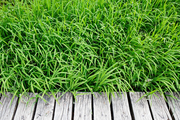 view from top on green fresh grass and wooden planks