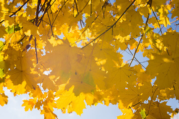 Autumn leaves and trees