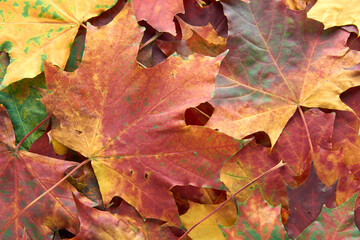 Naklejka na ściany i meble Colorful and bright - green, yellow, orange and red - autumn leaves background. Nature, fall season concept. Foliage. Outdoor. Copy space, flat lay, top view.