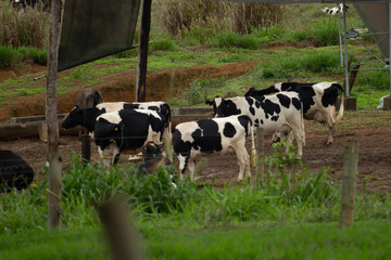 Cow, Vaca, Pasto, cattle