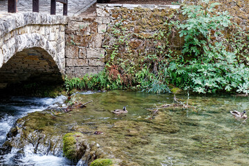 view on a duck swimming in river in front of an old stone bridge