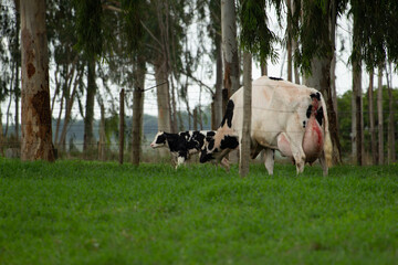 Cow, Vaca, Pasto, Bezerro, Recém-nascido, newborn cattle, cattle