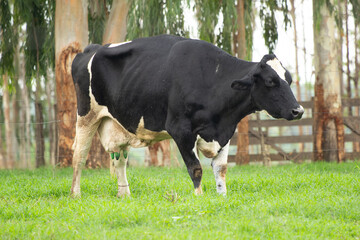 Cow, Vaca, Pasto, cattle