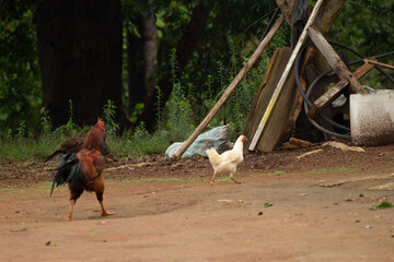 rooster and hens