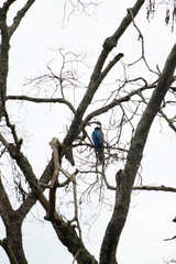 Arara, arara-canindé, macaw, brazilian macaw