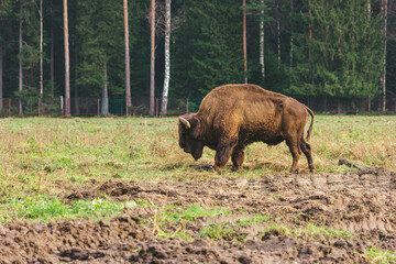 wild bison on grazing pinches grass hump and powerful horns art filter