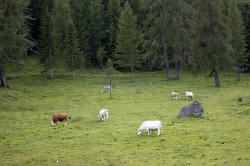 Obraz premium pascolo di mucche