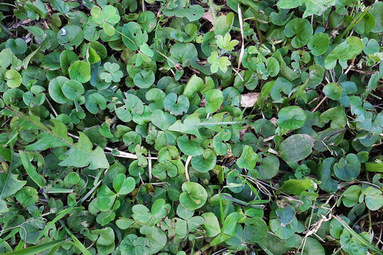 textura cesped graminia verde