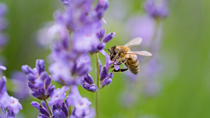 Honey bee pollinates lavender flowers. Plant decay with insects., sunny lavender. Lavender flowers in field. Soft focus, Close-up macro image wit blurred background.