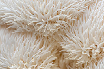 Close-up of a smooth mushrooms fur textured