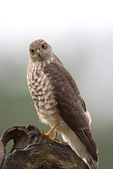 Sparrowhawk checks surrounding from the branch. The raptor sits on the branch. Birding in nature. Autumn in the wildlife. 