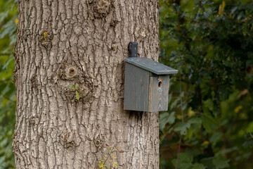 Textured bask of thick tree trunk with grey painted old wooden bird house and foliage in the background