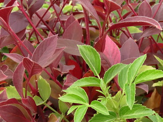 Beautiful plants in the summer park in Israel close-up.