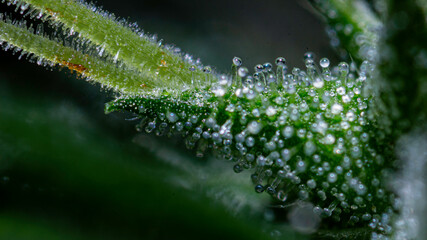 Illegal indoor marijuana foot in advanced stage of flowering macro microscopic photo
cannabis sativa flower female trichomes thc photo of plant marijuana bud health, cultivation of hybrid varieties