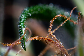 Illegal indoor marijuana foot in advanced stage of flowering macro microscopic photo
cannabis sativa flower female trichomes thc photo of plant marijuana bud health, cultivation of hybrid varieties