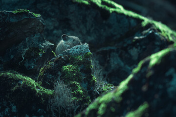 Pika in morning sun on moss-covered rocks, Mount Rainier National Park
