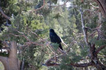 Mountain view point, Ravens, Trees Olmstead Point