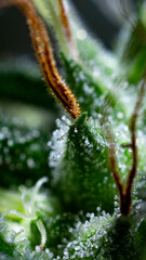Illegal indoor marijuana foot in advanced stage of flowering macro microscopic photo
cannabis sativa flower female trichomes thc photo of plant marijuana bud health, cultivation of hybrid varieties