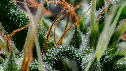 Illegal indoor marijuana foot in advanced stage of flowering macro microscopic photo
cannabis sativa flower female trichomes thc photo of plant marijuana bud health, cultivation of hybrid varieties