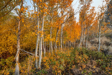 Lake Convict Area, California Near Mammoth