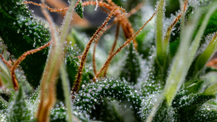 Illegal indoor marijuana foot in advanced stage of flowering macro microscopic photo
cannabis sativa flower female trichomes thc photo of plant marijuana bud health, cultivation of hybrid varieties