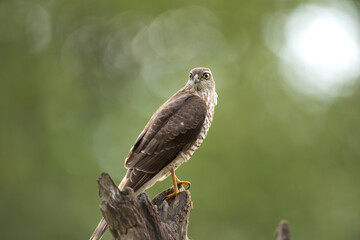 Sparrowhawk checks surrounding from the branch. The raptor sits on the branch. Birding in nature. Autumn in the wildlife. 