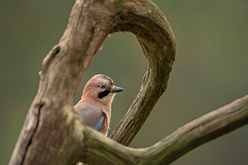 Eurasian jay observed on the branch. Jay alert in the forest. Birdwatching in the European forest. Autumn time in the wood. 