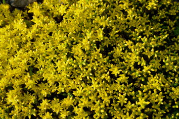The part of the wild consists of small wildflowers sedum.