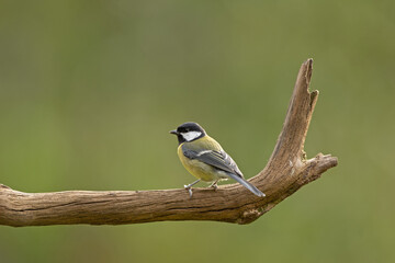 Great tit in the wood. Tit observes surroundings. Birds around the feeder. Wildlife in Europe. 