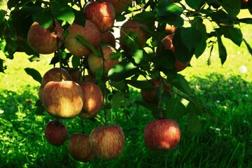 枝いっぱいのりんご