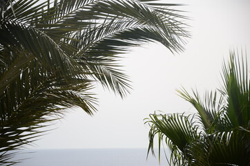 date palm on the shore of the red sea at sunrise