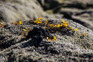 ELDHRAUN LAVA FIELD, ICELAND - SEPTEMBER 20, 2018: Closeup of yellow leaved plants growing above...