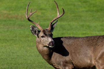 Male Mule Deer in a meadow