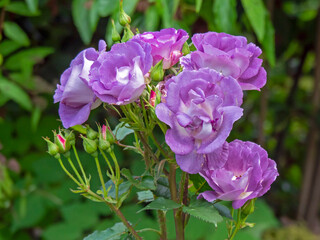 Beautiful Rhapsody in Blue rose flowers and buds in a garden