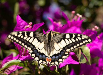A Queen Butterfly drinking nectar from a flower. queen page butterfly. yellow butterfly malta. butterfly on pink flower. beautiful bug in nature, details in nature. beauty background close up.