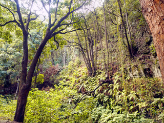Cloud forest around La Galga on the island La Palma,