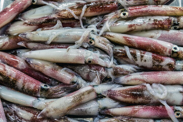 Fresh Squid calamari