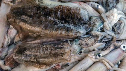 Fresh Squid Sea life.