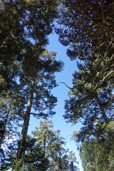 trees in the mountain of above 3000 meters.