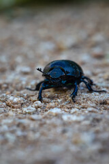 black beetle with black chitinous wings runs away from the camera along the ground. black beetle close up. detail in nature. spring fertilizer.
