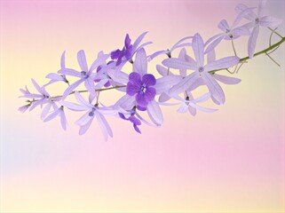 Closeup macro purple flower Petrea volubilis plants, soft focus on  blurred background, sweet pastel color for card design ,spring violet flowers background