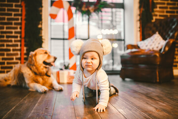 Friendship man child and dog pet. Theme Christmas New Year Winter Holidays. Baby boy crawling learns walk wooden floor decorated interior of house and best friend dog breed Labrador golden retriever