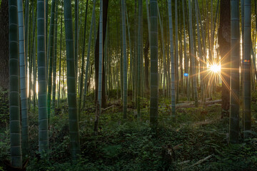Fototapeta na wymiar rays of light in a bamboo forest