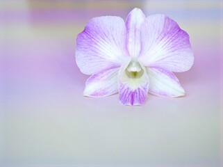 Closeup macro petals purple cooktown orchid ,Dendrobium bigibbum orchid flower plants with water drops and soft focus on sweet pink blurred background, sweet color for card design ,white orchid flower